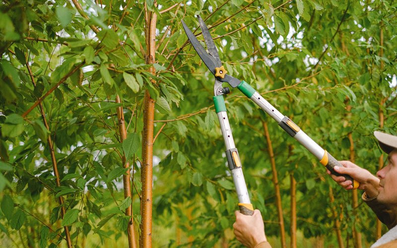 Tree trimming in Tabernash, CO
